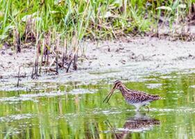 Ritter Gambette verbreitet Rotschenkel Vogel, Tringa Totanus, suchen fo foto