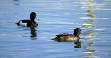 getuftet Enten, Aythya Fuligula foto