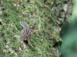 Chipmunk auf ein Baum foto