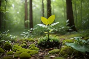 Grün Leben Pflanze Wachstum nachhaltig Gartenarbeit Ampere Umwelt Nachhaltigkeit im Wald ai generativ foto