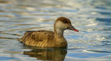 rothäutig weiblich Tafelente Ente, Netto rufina foto