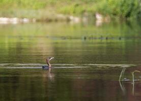 Kormoran Vogel Schwimmen friedlich foto