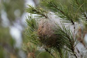 Nest von ein Kiefer Prozessionär Motte - - Thaumetopöa pityocampa foto