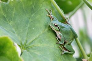 Europäischer Laubfrosch foto