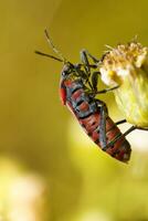 Chinch Fehler - - Spilostethus Pandurus foto