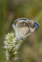gewöhnlicher blauer Schmetterling foto