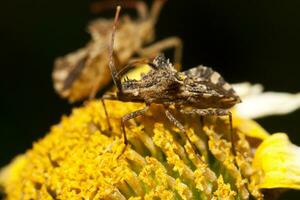 Centrocoris Variegatus Insekt foto