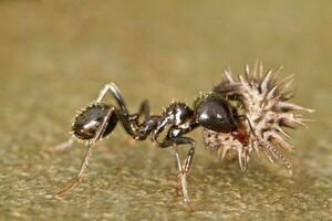 Arbeiter Ameisen schließen oben foto