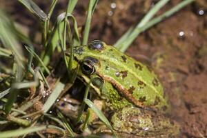 Grün Frosch auf Teich foto