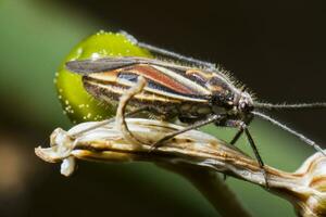 Springen Baum Fehler - - Horistus orientalis foto