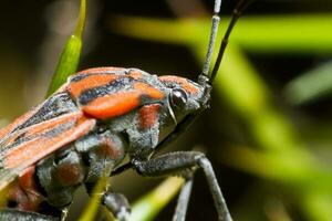 Chinch Fehler - - Spilostethus Pandurus foto