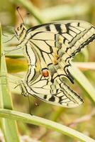 alt Welt Schwalbenschwanz - - Papilio machaon Gorganus foto
