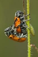 Blatt Käfer - - Lachnaia Paradoxa - - Paarung foto