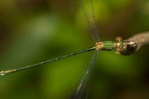 schön Grün Damselfly foto