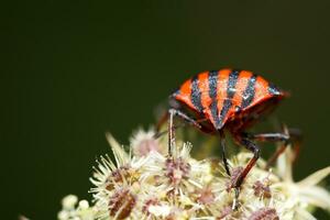 Graphosom lineatum Insekt foto