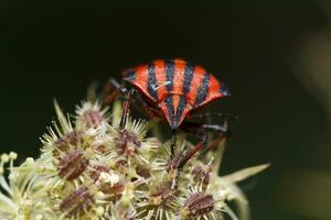 Graphosom lineatum Insekt foto