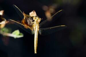 rot geädert Darter foto