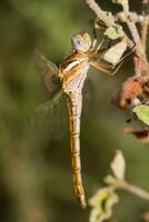 rot geädert Darter foto