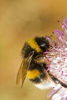 Buff-tailed Hummel - - Bombus terrestris subsp. lusitanicus foto