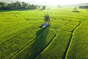 Grün Reis Felder im das Abend foto