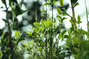 natürlich Grün Tee Blätter, grün Tee Blätter auf Pflanze foto