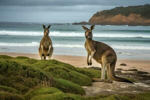 australisch Kängurus Strand spielen. generieren ai foto