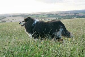 schwarz und Weiß Hund mit lange Haare auf Abend gehen beim Landschaft von England Vereinigtes Königreich foto