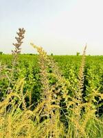 golden Feld und sonnig Tag foto