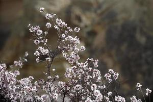 blühender Baum im Frühjahr foto