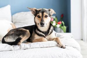 süßer Hund liegt auf dem Bett mit einem Strauß Tulpen foto