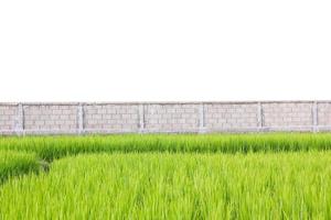 grüne Reispflanzen vor der Wand isoliert auf weißem Hintergrund foto