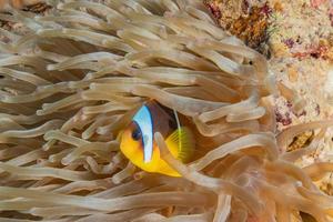 Korallenriff und Wasserpflanzen im Roten Meer, Eilat Israel foto