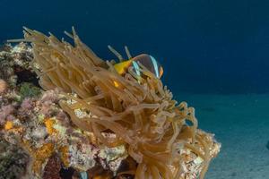 Korallenriff und Wasserpflanzen im Roten Meer, Eilat Israel foto