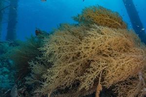 Korallenriff und Wasserpflanzen im Roten Meer, Eilat Israel foto