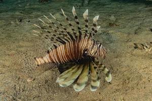 Rotfeuerfische im Roten Meer bunte Fische, Eilat Israel foto