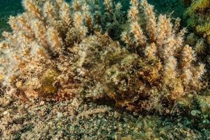 Korallenriff und Wasserpflanzen im Roten Meer, Eilat Israel foto