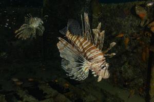 Rotfeuerfische im Roten Meer bunte Fische, Eilat Israel foto