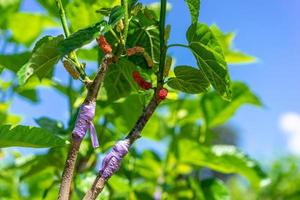 Maulbeerbaumpfropfung im Ast eines Baumes im Garten foto