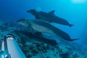 Delfinschwimmen im Roten Meer, Eilat Israel