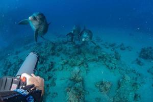 Delfinschwimmen im Roten Meer, Eilat Israel foto