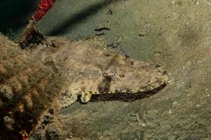 fische schwimmen im roten meer, bunte fische, eilat israel foto