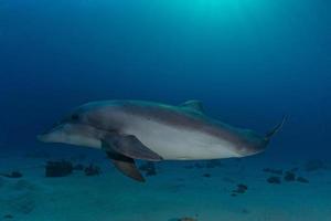 Delfinschwimmen im Roten Meer, Eilat Israel foto