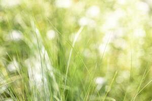 verschwommen Grün Gras auf Sommer- Feld oder Wiese. horizontal Format. Sanft Fokus. Kopieren Raum. foto