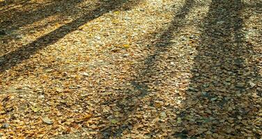 Herbst sonnendurchflutet gefallen Gelb Blätter mit Baum Schatten auf Sie wie Hintergrund oder Tapeten. foto