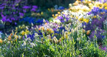 hell verschwommen Blume Bett violett und Gelb Blumen mit Gras auf Vordergrund im Garten. Sanft Fokus. foto