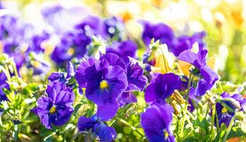 lila violett Viola Blumen schließen oben auf Garten Blume Bett. Stiefmütterchen Blumen auf sonnig verschwommen Hintergrund. foto