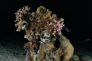 fische schwimmen im roten meer, bunte fische, eilat israel foto