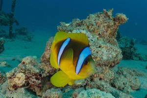 fische schwimmen im roten meer, bunte fische, eilat israel foto