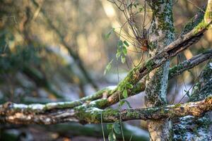 zuletzt Leafe gefroren im spät Sonnenlicht foto