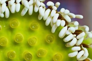 weiße Lotusschoten und Pollen foto